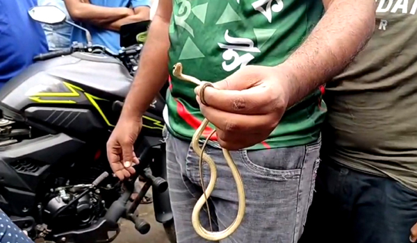কালীগঞ্জে মোটরসাইকেল থেকে বিষধর সাপ উদ্ধার