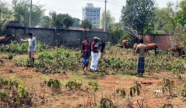 পূর্বাচলে গোপনে ঘোড়া জবাই, উদ্ধার ১১টি — অভিযোগ মাংস গরু বলে বিক্রি
