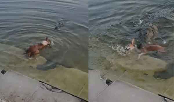 বাগেরহাট মাজার দিঘি থেকে কুমির কুকুর ধরল, তদন্ত কমিটি গঠন